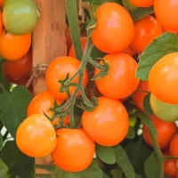 Купить семена Томат черри Земледелец оранжевый