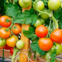 Купить семена томат Софа