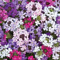 Купить Вербена многолетняя Леди Вервейн микс