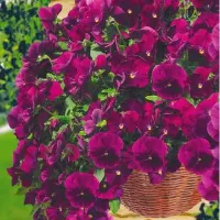 Купить семена Виола ампельная Летняя волна Пурпурная F1