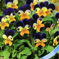 Купить Виола Эрлин рогатая