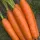 Купить Морковь Лосиноостровская 13 в пакетах