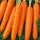 Купить семена Морковь Самсон на ленте