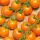 Купить семена Томат Русская коса оранжевая черри