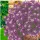 Купить семена Алиссум ампельный Фиолетовая волна Кристалл