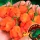 Купить семена перец Тринидадский скорпион оранжевый