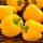 Купить семена Перец Калифорнийское чудо желтое