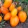 Купить семена Томат Новый Кенигсберг оранжевый