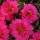 Купить семена Портулака Happy Trails Fuchsia