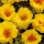 Купить семена Портулака Happy Trails Yellow