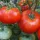 Купить семена Томат Кумир