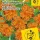 Купить семена Мимулюс Мэджик Желтое пламя Купить семена Мимулюс Мэджик Желтое пламя