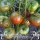 Купить семена Томат Зефир в шоколаде