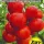 Купить семена Томат Мамонтенок