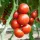 Купить семена Томат Мимино F1 Гавриш из проф. упаковки