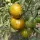 Купить семена Томат Желтая зебра (Козула 179, Zebra Zotta)