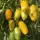 Купить семена Томат Банана легс желтый