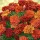 Купить семена Бархатцы Хамелеон Файерболл