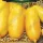 Купить семена Томат Дрова желтые
