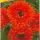 Купить семена Календула красная Ред виз блэк центр махровая