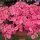 Купить семена Петуния Тайфун Хот Пинк