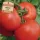 Купить семена Томат Дачник