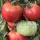 Купить семена Томат Дакоста португальская