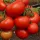 Купить семена Томат Капитан
