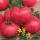 Купить семена Томат Персиановский