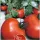 Купить семена Томат Таймыр