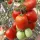 Купить семена Томат Яки