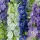 Купить семена Дельфиниум Изумруд, смесь