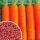 Купить семена Морковь Детская сладость в гранулах