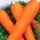 Купить Морковь красный великан на ленте