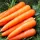 Купить Морковь Красный великан в пакетах