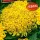 Купить семена Бархатцы Хризантема Голд прямостоячие махровые