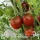 Купить семена Томат Кумато