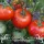 Купить семена Томат Кумир
