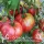 Купить семена Томат Дакоста португальская коллекционный