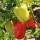 Купить семена  Перец Эскимо