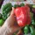 Купить семена  Перец Сибирский формат