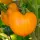 Купить семена Томат Оранжевая клубника
