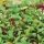 Купить семена Микрозелень Мангольд микс серия bio greens