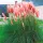 Купить семена Пампасная трава Плюм розовая кортадерия