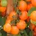 Купить семена Томат черри Земледелец оранжевый