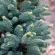 Купить Ель ликиангинская (Picea likiangensis)