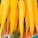 Купить Морковь Чудо Чудное желтая