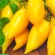 Купить семена Томат Цыпочка, аналог томата Золотой лимон