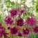 Купить семена Шток-роза Пурпурная Королева махровая