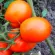 купить семена Томат Акварель (сибирские томаты)